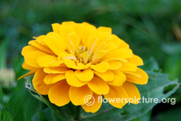 Yellow zinnia august 2014