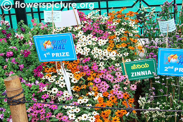 Zinnia angustifolia varieties