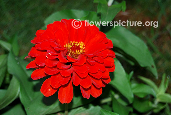 Zinnia elegans burgundy red