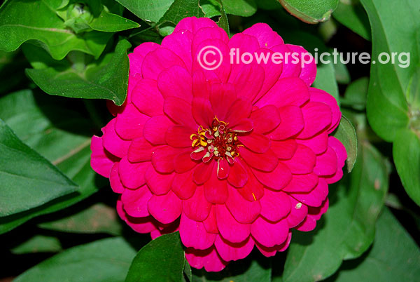 Zinnia elegans magenta pink