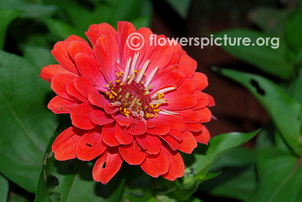 Zinnia elegans salmon orange