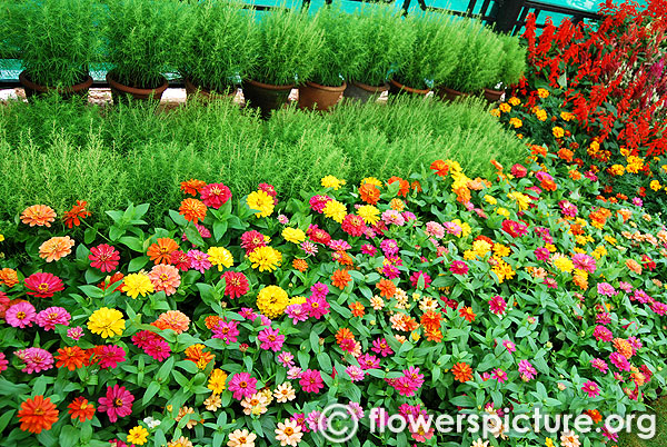 Pink lilies ooty flower show 2014