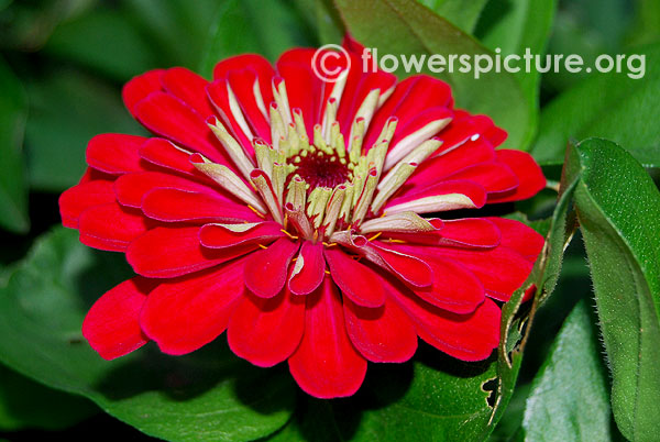 Zinnia scarlet red