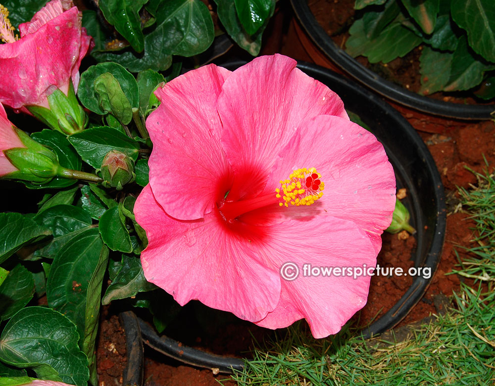 Hibiscus Pictures Of Different Flowers : The different species of ...