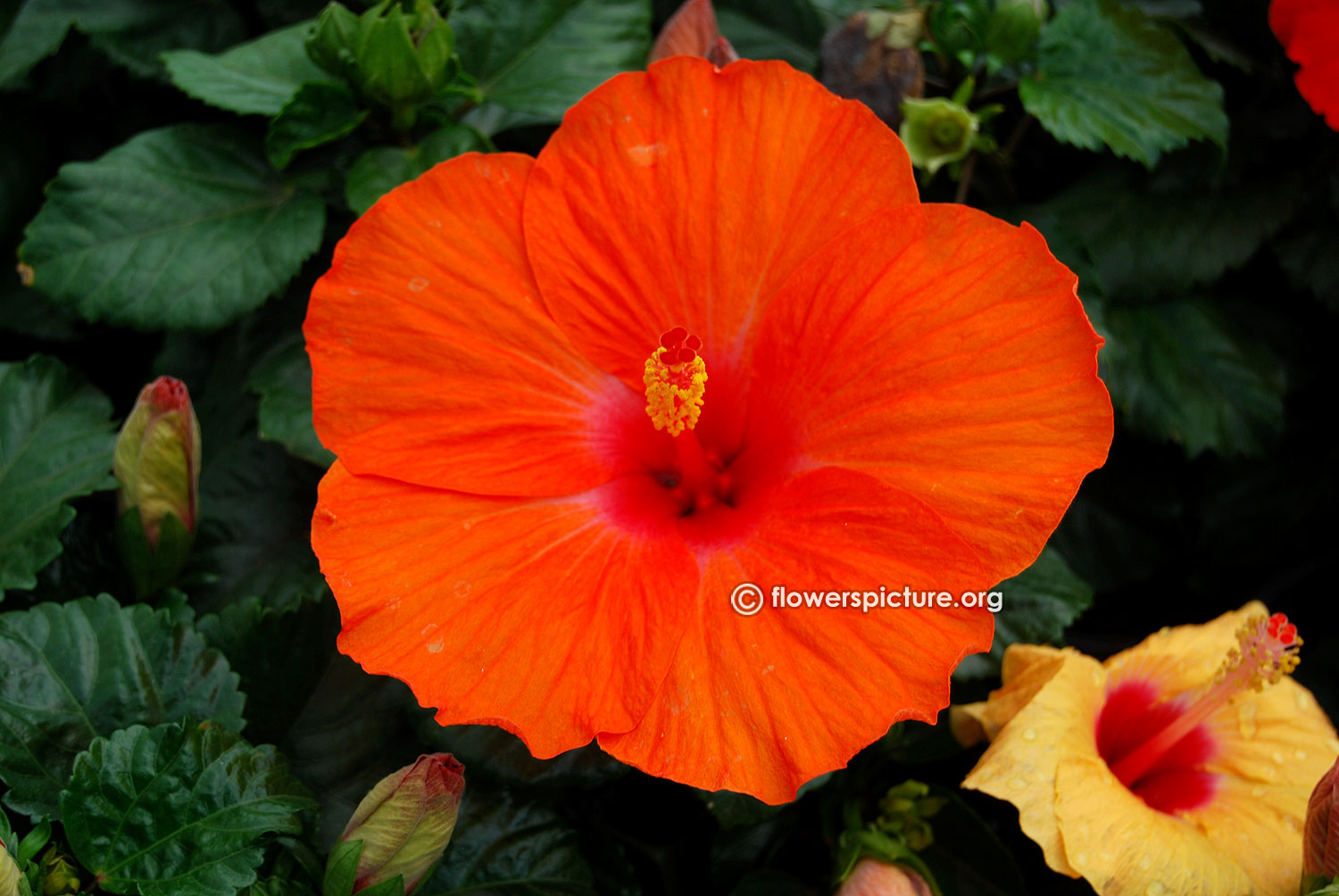 thumbnail image 2 of 100 Orange Hibiscus Rosa-sinensis Seeds, Perennial Garden Flower, Easy To Grow, Full Sun, Non-GMO 2 of 4