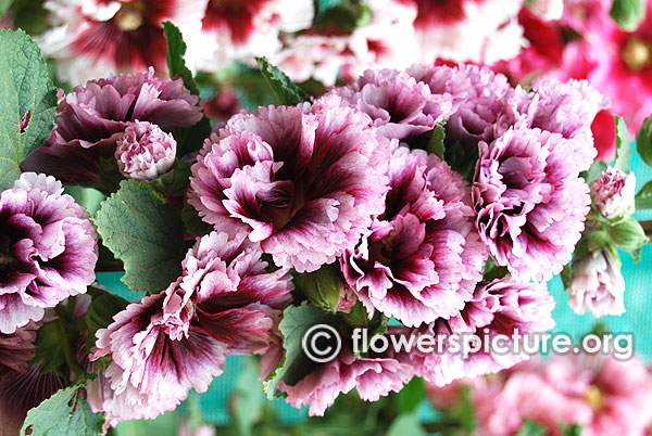 Alcea rosea double pink with black