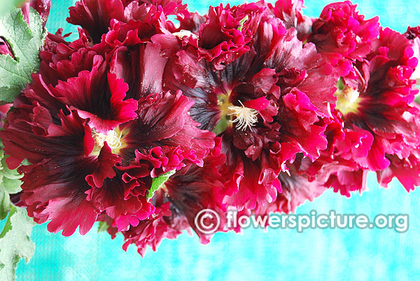 Alcea rosea double purple