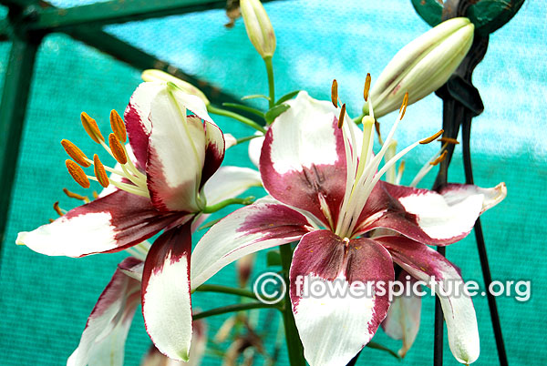 Alstroemeria pelegrina liliums white purplish black variegated flowers