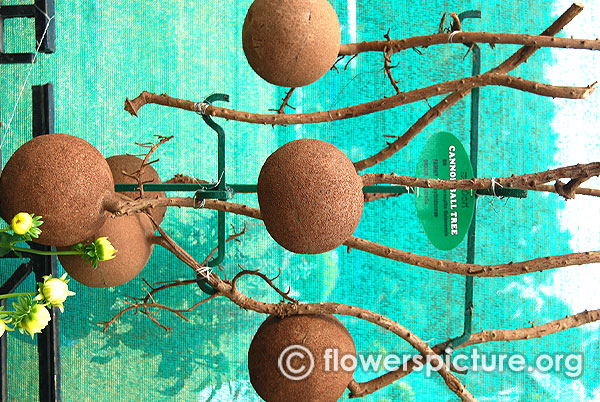 Cannonball tree fruit lalbagh independence day flower show august 2015