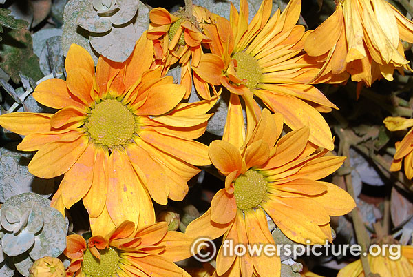 Chrysanthemum golden yellow lalbagh independence day flower show august 2015