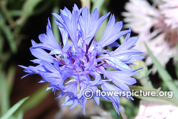 Corn flower centaurea cyanus lalbagh independence day flower show august 2015