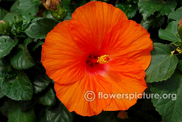 Expect miracles hibiscus orange