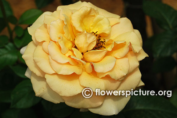 Good as gold yellow rose bangalore lalbagh august 2015