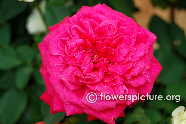 Gospel rose bangalore lalbagh august 2015