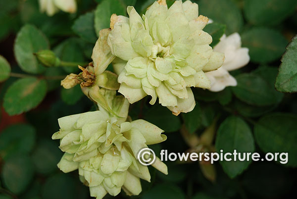 Green miniature roses lalbagh independence day flower show august 2015