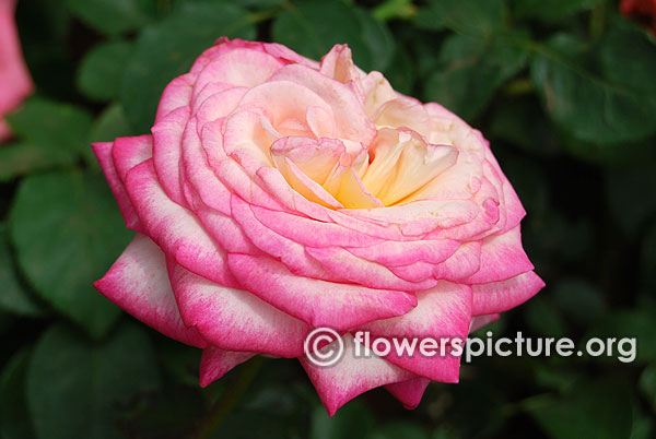 Handel pink and white rose bangalore lalbagh august 2015