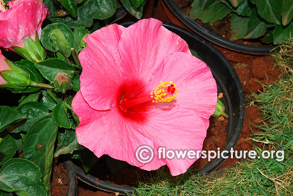 Hibiscus moscheutos deep pink