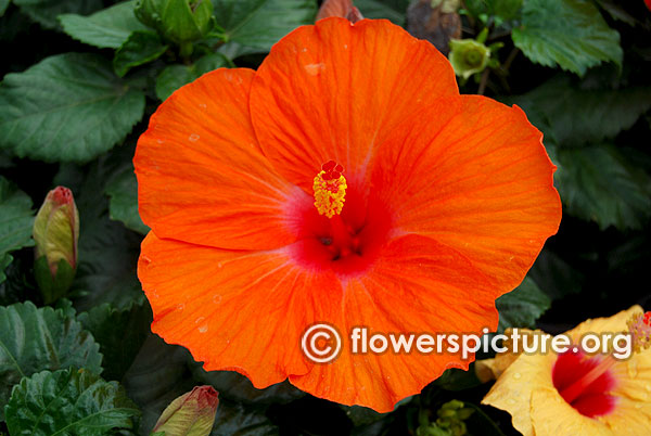 Hibiscus rosa sinensis orange