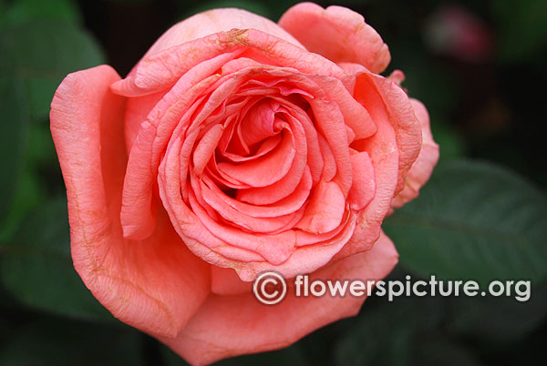 Leaping salmon rose bangalore lalbagh august 2015