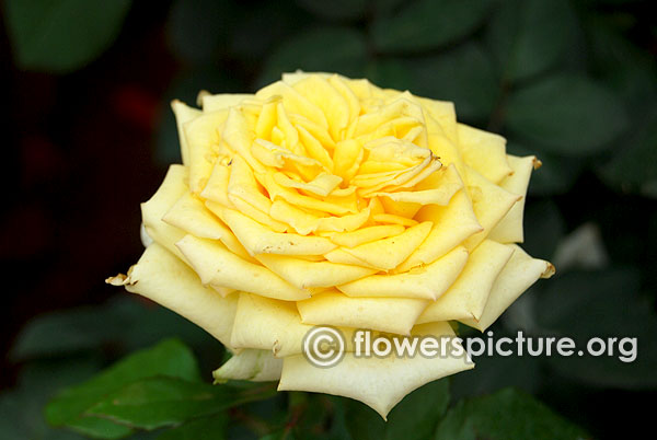 Lemon pom pom garden rose bangalore lalbagh august 2015