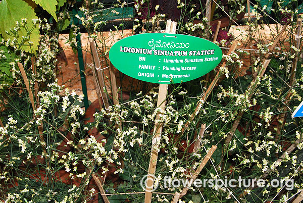 Limonium sinuatum statice lalbagh flower show independence day august 2015