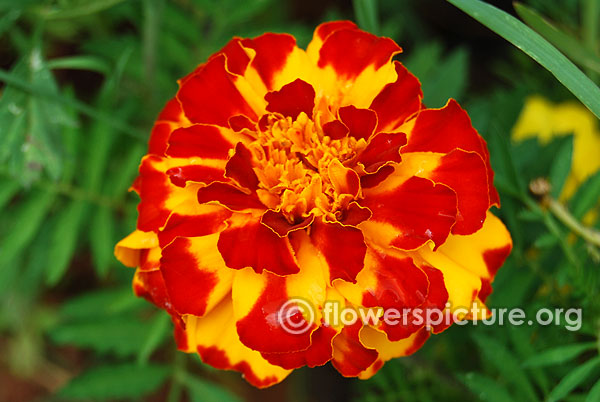 Marigold bonanza bolero