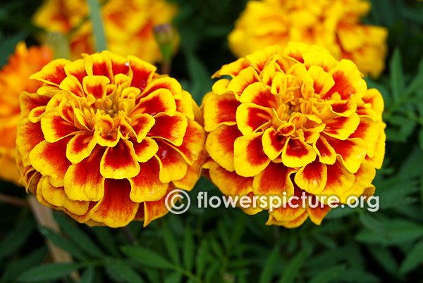 Marigold bonanza