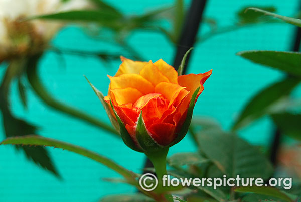 Marigold sweet dreams patio miniature yellow and red rose bangalore lalbagh august 2015