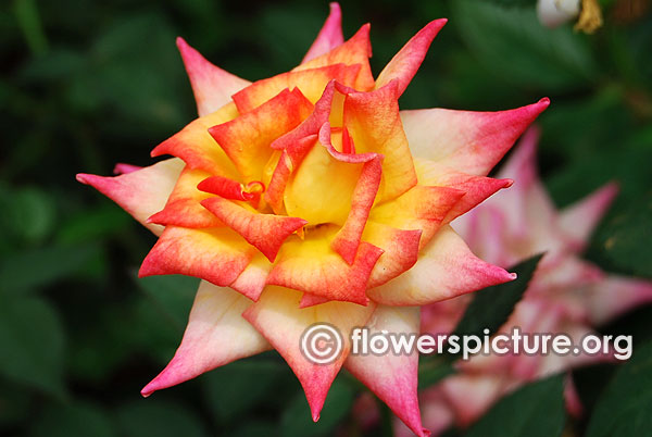 Yellow with orange rose