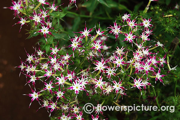 Phlox astoria purple white star