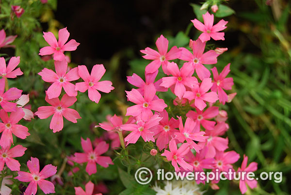 Pink star phlox