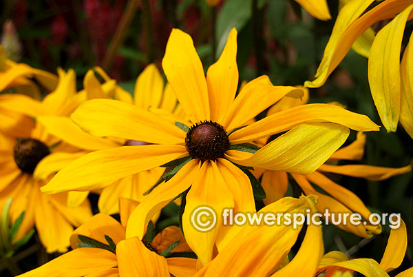 rudbeckia fulgida var sullivantii goldsturm