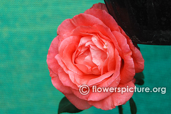 Salmon pink rose bangalore lalbagh august 2015