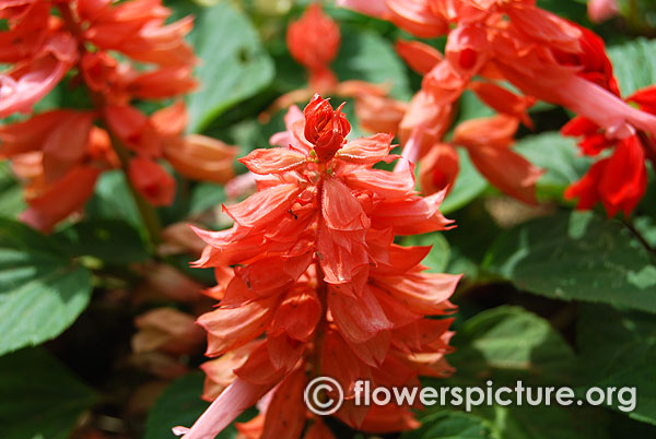 Salvia splendens orange lalbagh independence day flower show august 2015