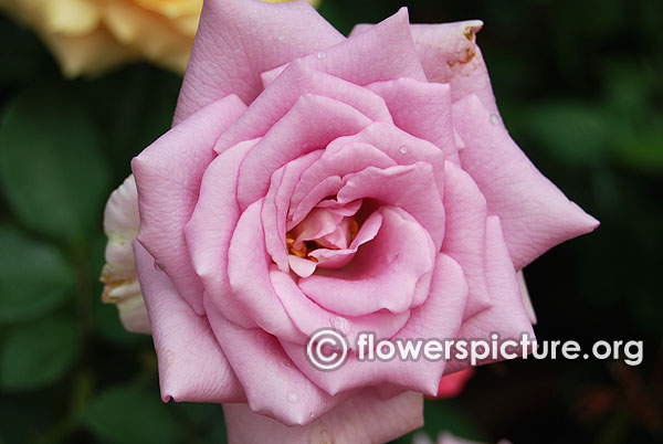 Silver shadow rose bangalore lalbagh august 2015