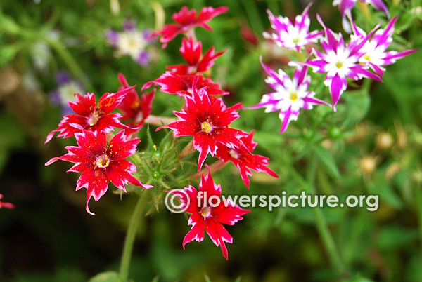 Star phlox red with black eye