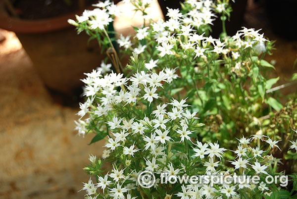 Star phlox white