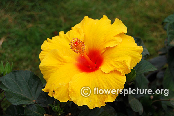 Tropical hibiscus hula girl