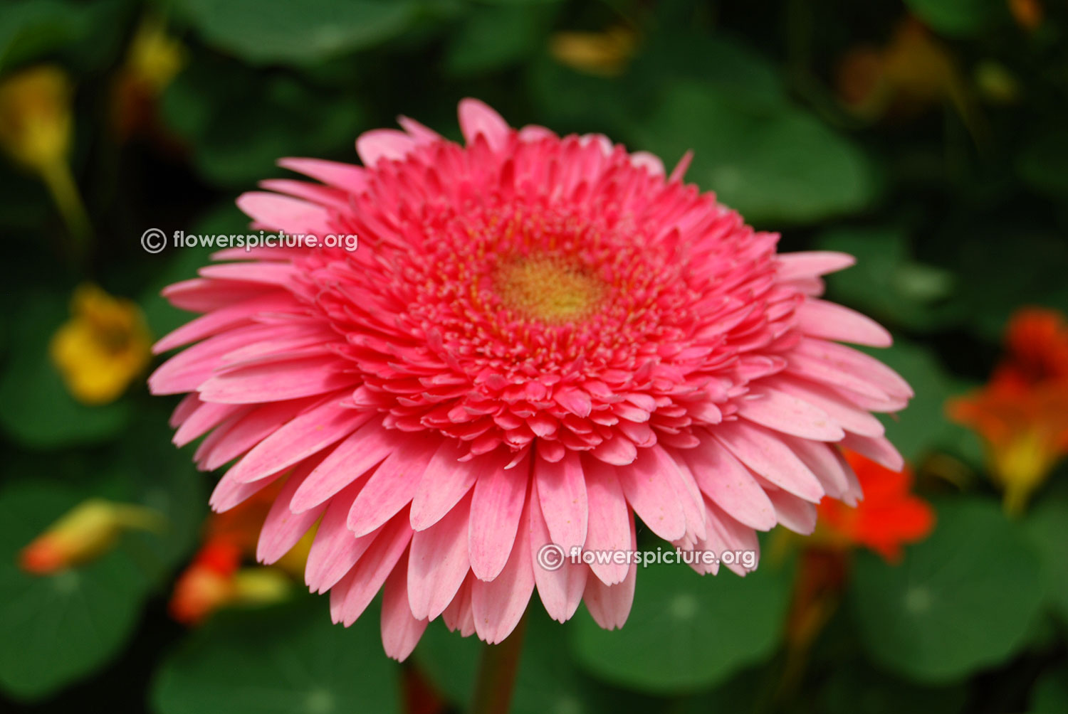 26 Different Types Of Gerbera Flowers And Interesting Facts