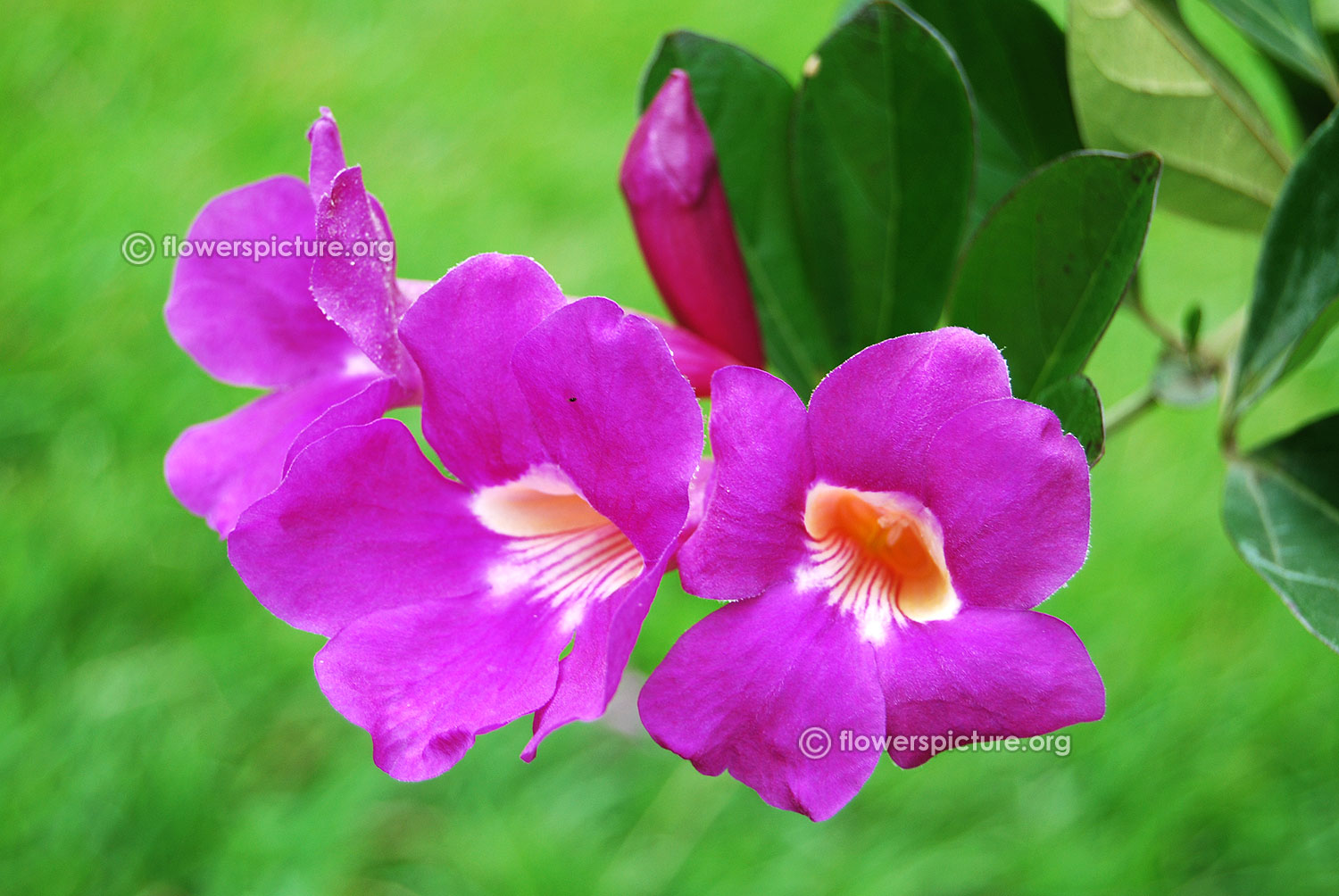 thunbergia-laurifolia-blue-trumpet-vine.jpg