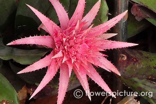 Aechmea fasciata