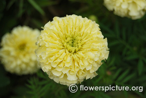 African marigold vanilla