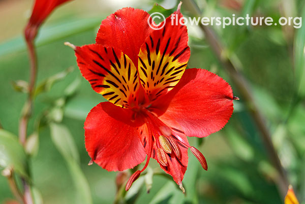 Alstroemeria red baron