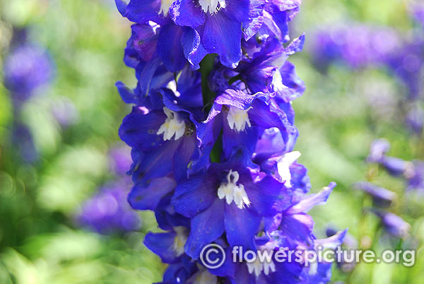 Blue fountains delphinium