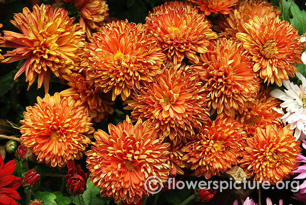 Bronze chrysanthemum