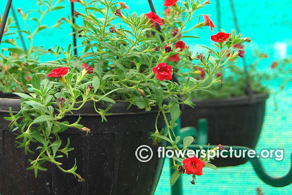 Calibrachoa red