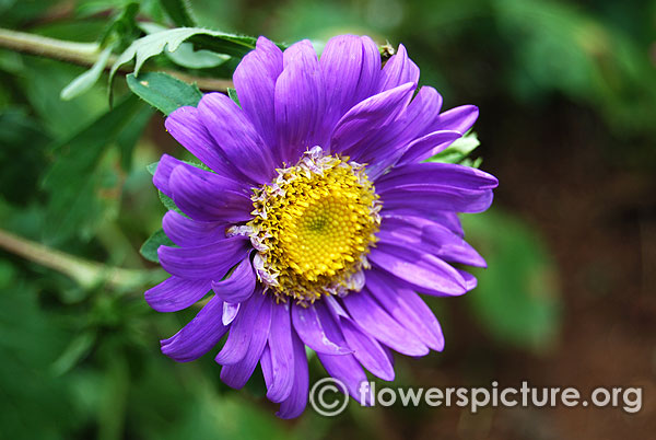 Callistephus chinensis blue