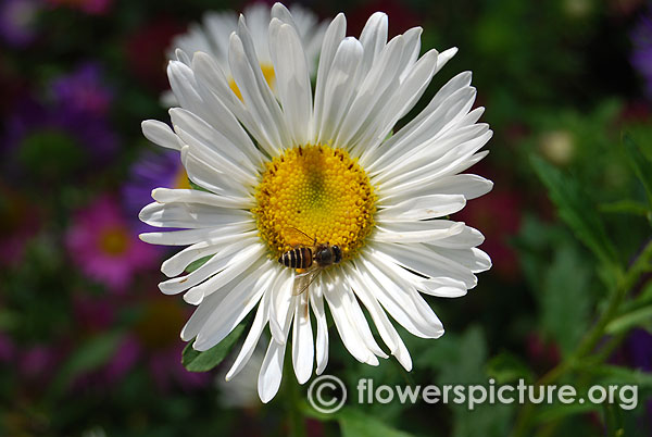 China aster white