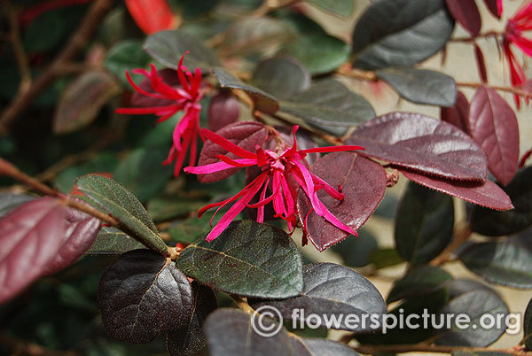 Chinese fringe flower