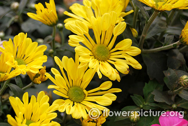 Chrysanthemum dance yellow spoon shaped petals